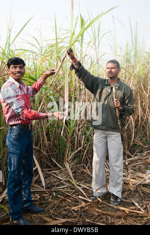 Les agriculteurs indiens travaillant dans des exploitations agricoles Banque D'Images