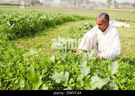 1 agriculteurs indiens travaillant dans Farm Banque D'Images