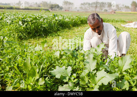 1 agriculteurs indiens travaillant dans Farm Banque D'Images