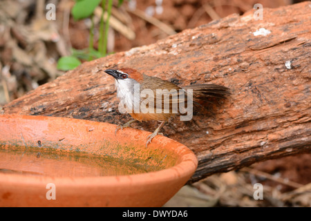 Belle Chestnut-capped (Timalia pileata) reposant sur le log en forêt de Thaïlande Banque D'Images