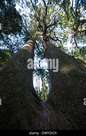 Avis de recherche à travers un arbre géant dans la région de Kumano Kodo, Higashimuro gun, préfecture de Wakayama, Japon Banque D'Images