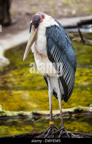 Un Marabou Stork est photographié à Saint Augustine, Floride Alligator Farm Banque D'Images