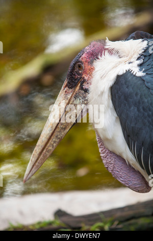 Un Marabou Stork est photographié à Saint Augustine, Floride Alligator Farm Banque D'Images