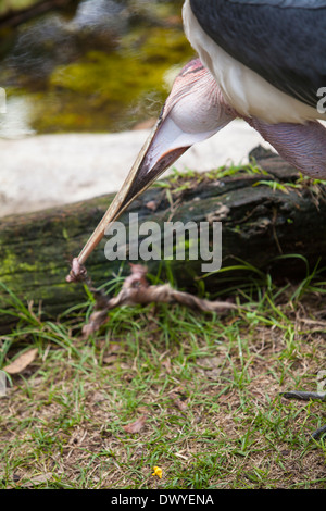 Un Marabou Stork est photographié à Saint Augustine, Floride Alligator Farm Banque D'Images