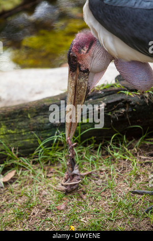 Un Marabou Stork est photographié à Saint Augustine, Floride Alligator Farm Banque D'Images