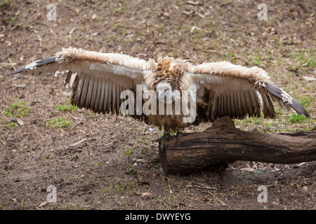 Une Cape Vulture est photographié à Alligator Farm Zoological Park à Saint Augustine, Floride Banque D'Images
