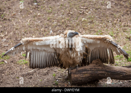 Une Cape Vulture est photographié à Alligator Farm Zoological Park à Saint Augustine, Floride Banque D'Images