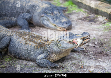 Un alligator mange un rongeur à Saint Augustine, Floride alligator farm Banque D'Images