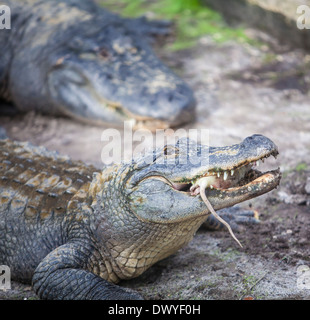 Un alligator mange un rongeur à Saint Augustine, Floride alligator farm Banque D'Images