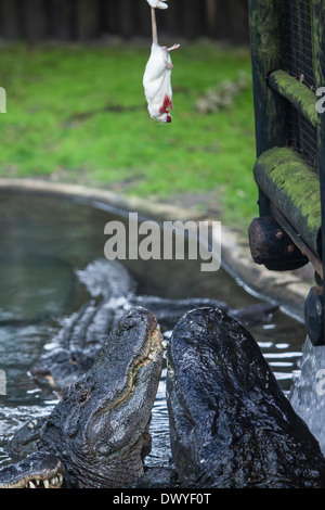 Rechercher des alligators pour attraper un rongeur à Saint Augustine, Floride alligator farm Banque D'Images