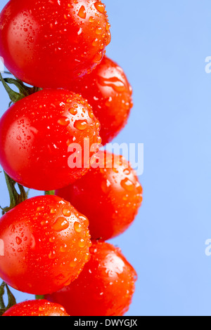 Tomates cerise mûre sur un fond bleu Banque D'Images