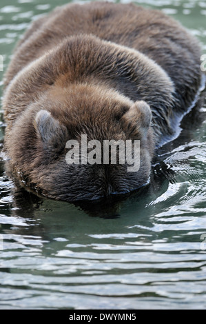 Ours grizzli (Ursus arctos horribilis) la plongée dans l'eau. Banque D'Images