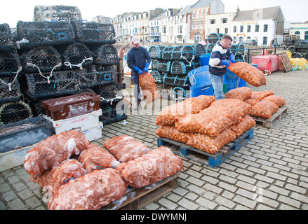 Le déchargement des prises de mollusques dans un petit bateau de pêche dans le port, Ilfracombe, Devon, Angleterre Banque D'Images