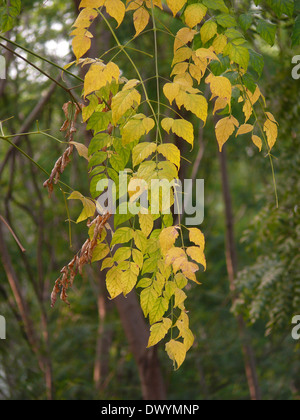 Millingtonia hortensis, Liège, Indien Jasmin arbre Banque D'Images