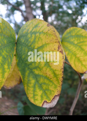 Feuille d'arbre orchidée, Varigated Bauhinia, Bauhinia variegata Banque D'Images