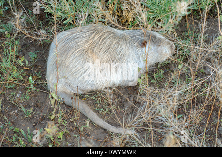 Le rat musqué, le Rat musqué américain commun ou muskbeaver (Ondatra zibethicus) Banque D'Images