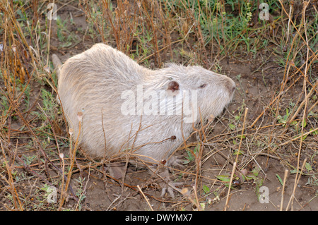 Le rat musqué, le Rat musqué américain commun ou muskbeaver (Ondatra zibethicus) Banque D'Images