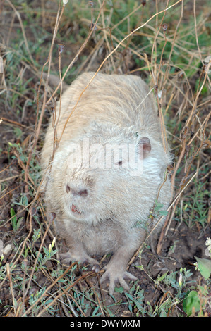 Le rat musqué, le Rat musqué américain commun ou muskbeaver (Ondatra zibethicus) Banque D'Images