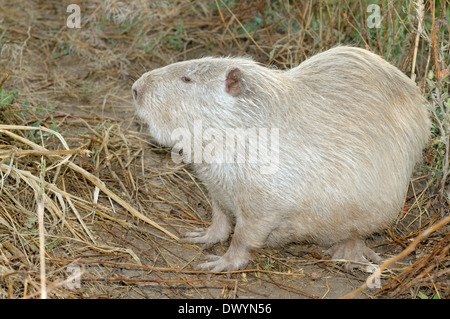 Le rat musqué, le Rat musqué américain commun ou muskbeaver (Ondatra zibethicus) Banque D'Images