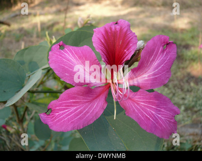 Fleur d'Orchid Tree, Varigated Bauhinia, Bauhinia variegata Banque D'Images