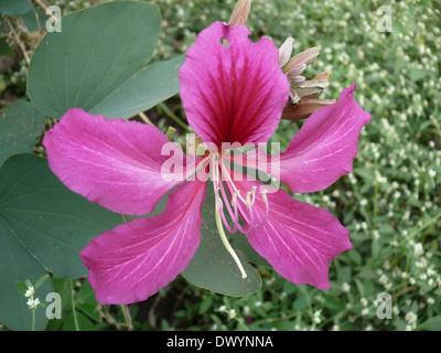 Fleur d'Orchid Tree, Varigated Bauhinia, Bauhinia variegata Banque D'Images
