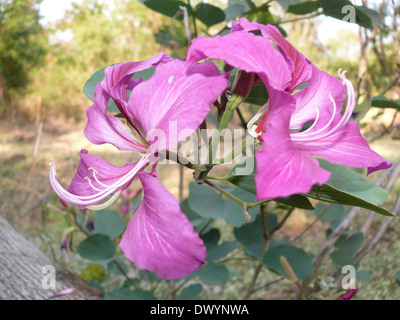 Fleur d'Orchid Tree, Varigated Bauhinia, Bauhinia variegata Banque D'Images