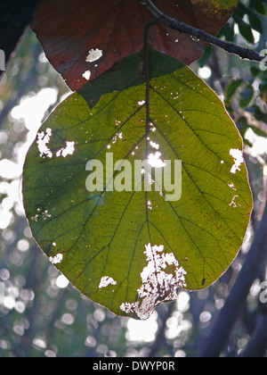 Feuille d'arbre de teck, Tectona grandis L.F. Banque D'Images