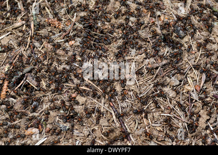 Fourmilière dans la terre entre le sol et les plantes, ant house Banque D'Images