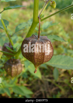 Physalis, Physalis peruviana L. Solanaceae Banque D'Images