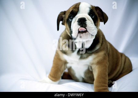 British Bulldog pup Banque D'Images