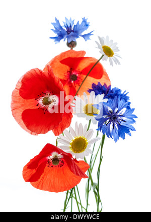 Bouquet de fleurs - coquelicots, marguerites, des barbeaux - on white background, studio shot. Banque D'Images