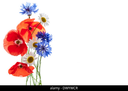 Bouquet de fleurs - coquelicots, marguerites, des barbeaux - on white background, studio shot with copy space Banque D'Images