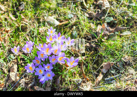 Belle floraison de printemps crocus fleurs sur la pelouse Banque D'Images