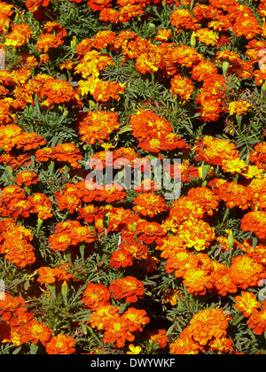 Fleurs de souci, Calendula officinalis Linn. Banque D'Images