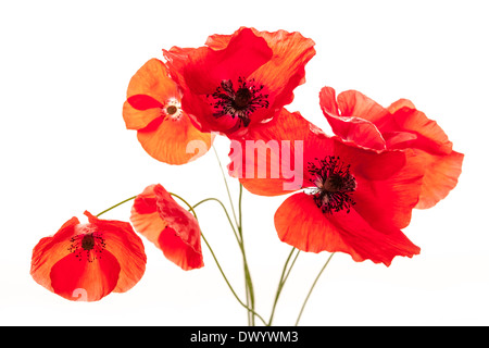 Plusieurs fleurs de pavot rouge isolated on white background, studio shot Banque D'Images