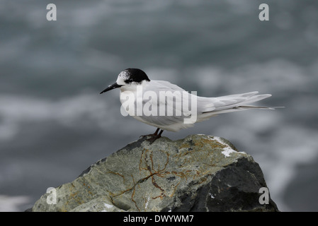 La sterne naine (Sterna striata), une espèce endémique de reproduction de la Nouvelle-Zélande, c.-à-d. l'espèce se reproduit uniquement en Nouvelle-Zélande. Banque D'Images