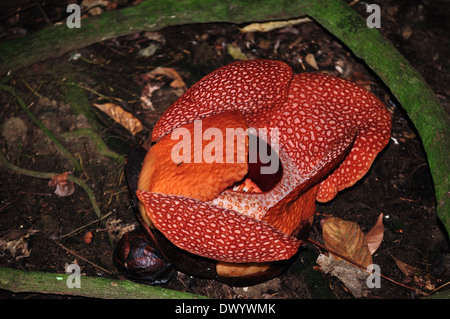 Rafflesia, la plus grande fleur du monde , Bornéo, Malaisie Banque D'Images