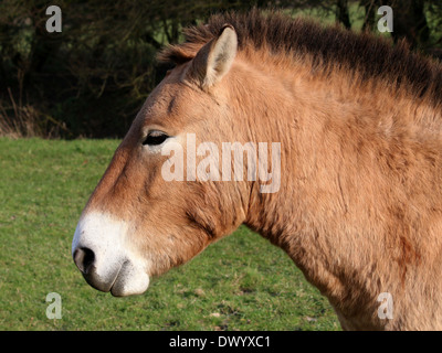 Przewalski cheval mongol (Equus ferus przewalskii), gros plan de la tête, vu de profil Banque D'Images