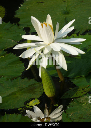 Nymphaea odorata, White Lotus, Water Lilly fleurs dans un étang d'eau, Sarasbaug, Pune, Maharashtra, Inde Banque D'Images