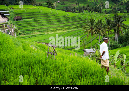 Homme balinais sur les rizières en terrasses de l'île de Bali, près de Jatiluwih,Ubud, Indonésie. Asie Banque D'Images