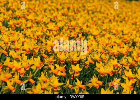 Une masse de jonquilles au soleil du printemps Banque D'Images