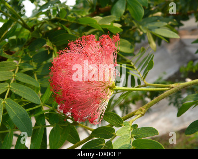 Poudre rouge Puff, Calliandra haematocephala Banque D'Images