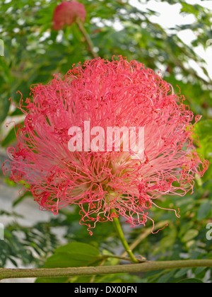 Poudre rouge Puff, Calliandra haematocephala Banque D'Images