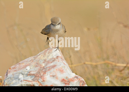 Traquet à tête rouge (Oenanthe chrysopygia), également connu sous le nom de Rusty Traquet à tête- au Rajasthan, Inde Banque D'Images