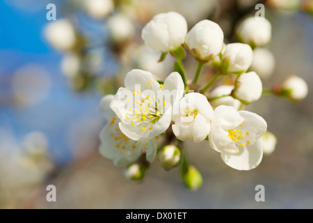 Brindille de printemps fleur arbre Banque D'Images