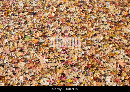 Automne feuilles d'érable sur l'eau Banque D'Images