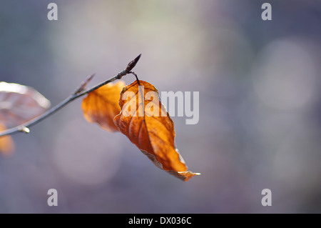 Golden autumn leaf hanging on twig avec un autre trouble de la feuille derrière Banque D'Images