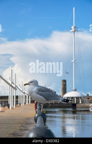 Seagull sur une clôture à Whitehaven Harbour, Cumbria, Angleterre Banque D'Images