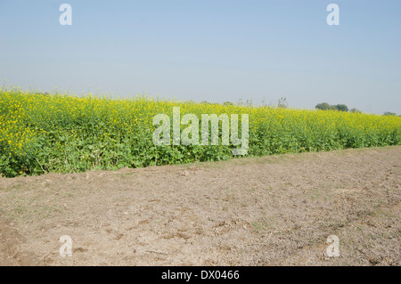 Domaine Agricole indien de la moutarde Banque D'Images