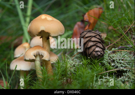 Scène d'automne sur le sol de la forêt. Les champignons et cône de pin sur un lit de mousse et lichen Banque D'Images